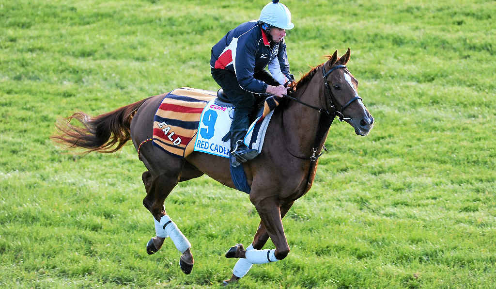 Red Cadeaux will get another crack at the Melbourne Cup. Red Cadeaux will get another crack at the Melbourne Cup.